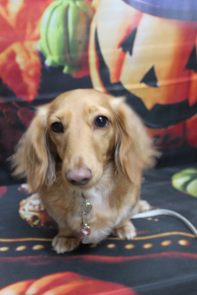 千葉県船橋市のミニチュアダックスのトリミング前画像