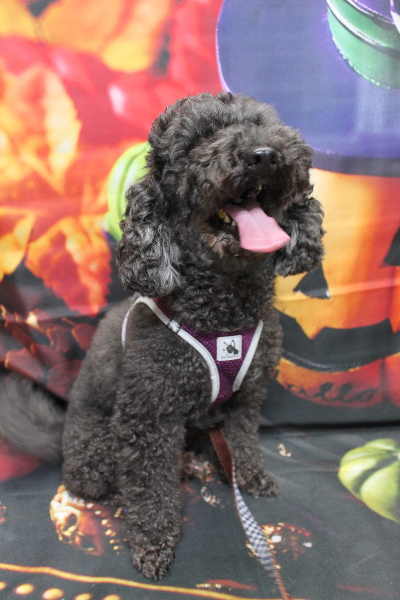 千葉県鎌ヶ谷市のトイプードルのトリミング前画像