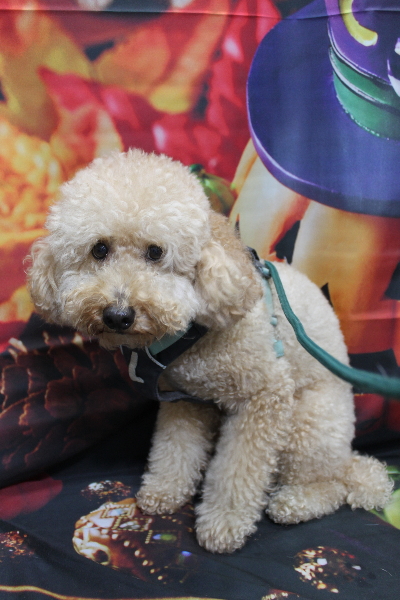 千葉県船橋市のトイプードルのトリミング前画像