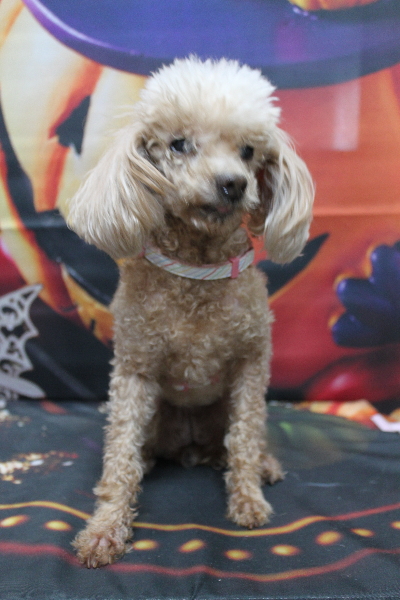 千葉県船橋市のトイプードルのトリミング前画像