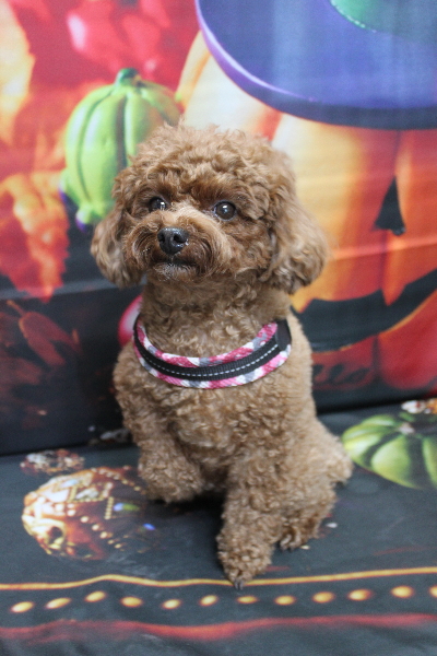 千葉県鎌ケ谷市トイプードルのトリミング前画像