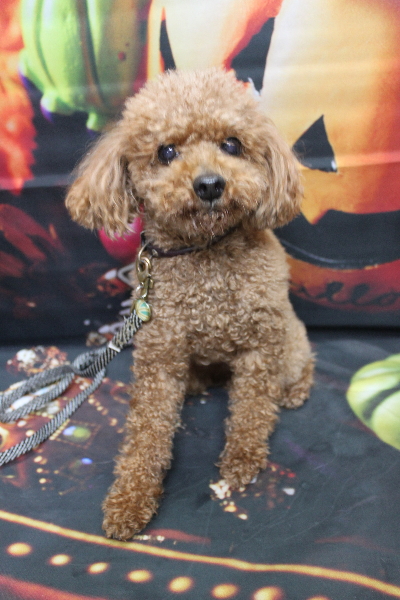 千葉県船橋市のトイプードルのトリミング前画像