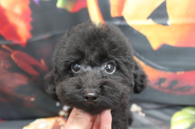 トイプードルブリーダーの子犬、トリミング画像