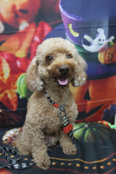 千葉県船橋市のトイプードルのトリミング前画像