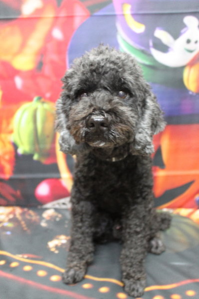 千葉県松戸市のトイプードルのトリミング前画像