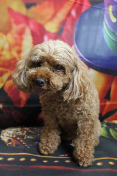 千葉県船橋市のトイプードルのトリミング前画像