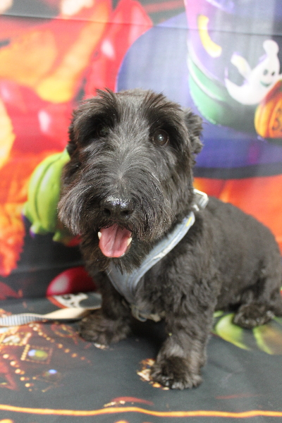 千葉県鎌ケ谷市スコティッシュテリアのトリミング前画像