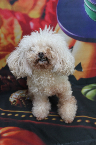 トイプードルブリーダーの成犬、トリミング前画像