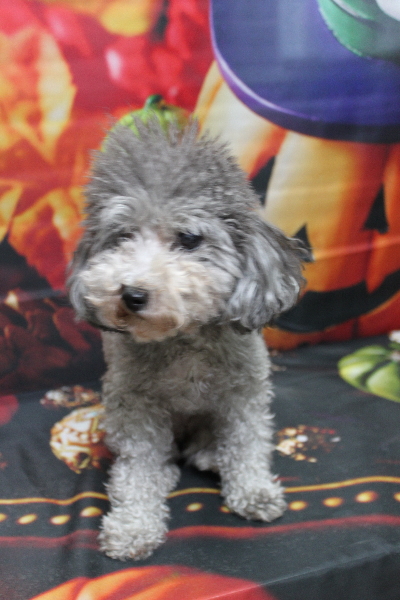 トイプードルブリーダーの成犬、トリミング前画像