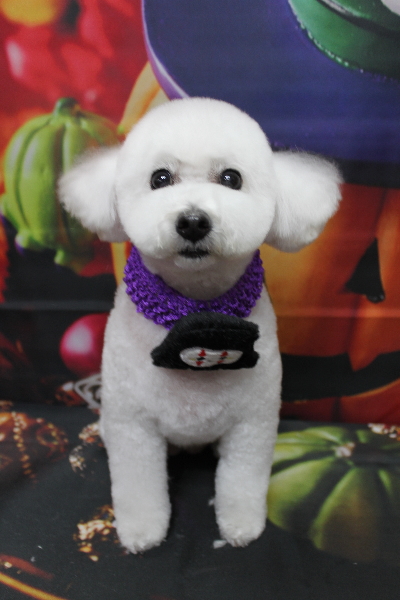 千葉県船橋市のトイプードルのトリミング画像