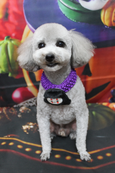 千葉県船橋市のトイプードルのトリミング画像