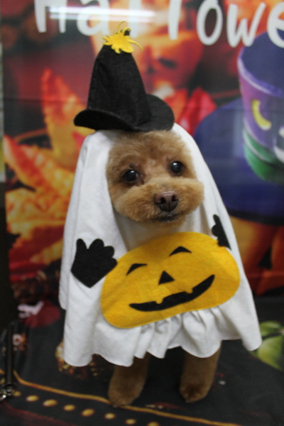 千葉県船橋市のトイプードルのトリミング画像