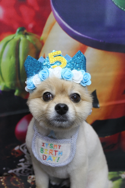 千葉県船橋市のポメラニアンのトリミング画像