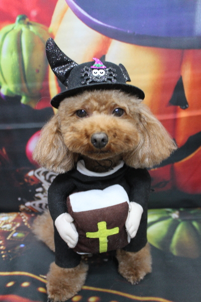 千葉県市川市のトイプードルのトリミング画像