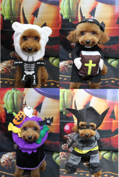 千葉県船橋市のトイプードルのトリミング画像