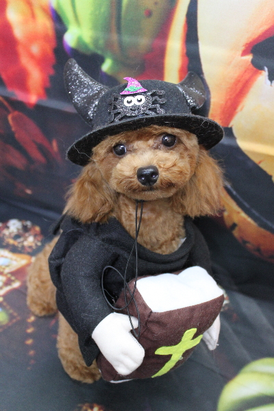 千葉県船橋市のトイプードルのトリミング画像