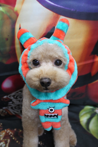 千葉県船橋市のトイプードルのトリミング画像