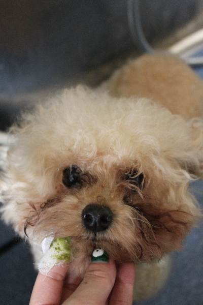 千葉県鎌ケ谷市のトイプードルの歯磨き画像