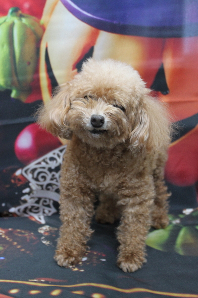 千葉県鎌ケ谷市のトイプードルのトリミング前画像