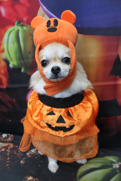 千葉県船橋市のミックス犬のトリミング画像