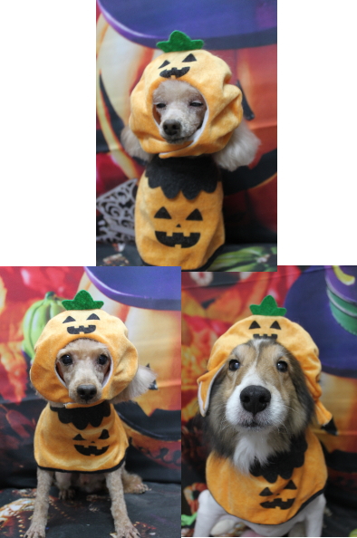 千葉県船橋市のトイプードルのトリミング画像