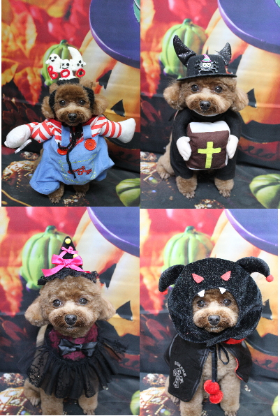 千葉県鎌ケ谷市トイプードルのトリミング画像