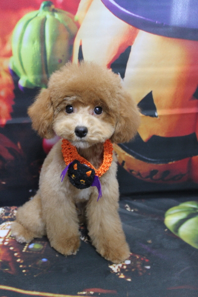 千葉県船橋市のトイプードルのトリミング画像