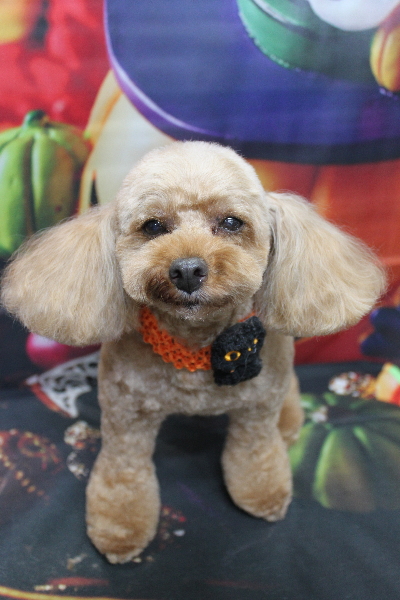 千葉県船橋市のトイプードルのトリミング画像