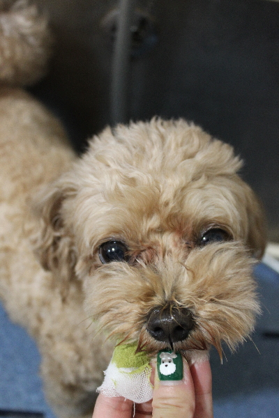 千葉県船橋市のミックス犬の歯磨き画像