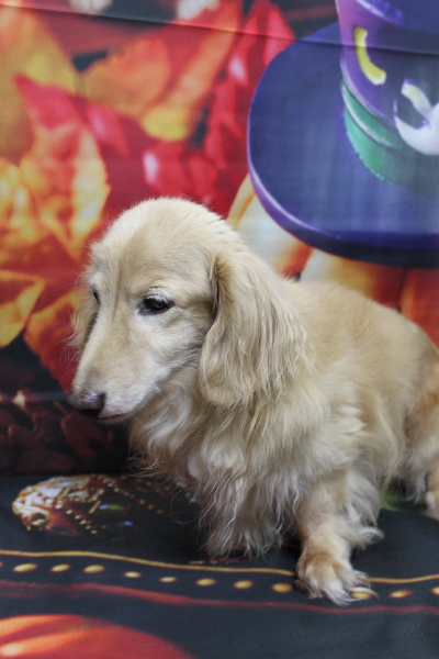 千葉県鎌ケ谷市のミニチュアダックスのトリミング前画像