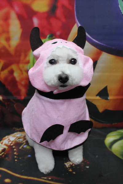 千葉県船橋市のトイプードルのトリミング画像