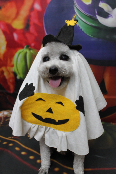 千葉県船橋市のトイプードルのトリミング画像