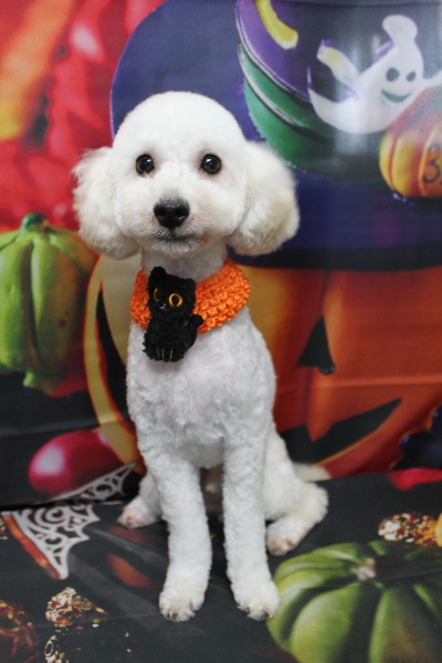 千葉県船橋市のトイプードルのトリミング画像