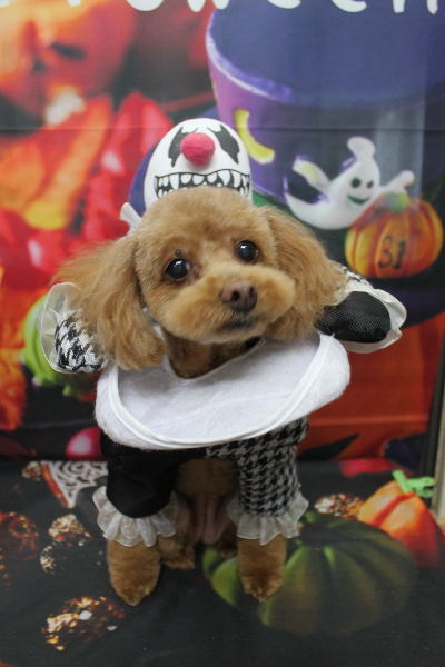 千葉県船橋市のトイプードルのトリミング画像