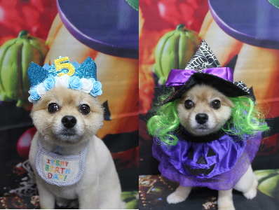 千葉県船橋市のポメラニアンのトリミング画像