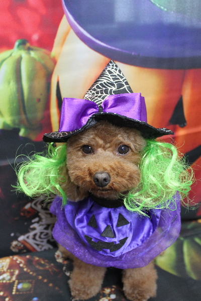 千葉県市川市のトイプードルのトリミング画像