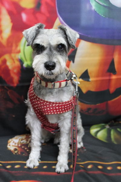 千葉県船橋市のミニチュアシュナウザーのトリミング前画像