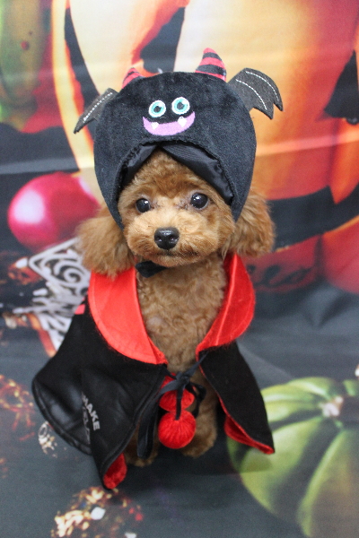 千葉県船橋市のトイプードルのトリミング画像