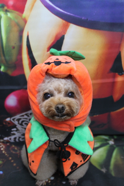 千葉県千葉市のトイプードルのトリミング画像
