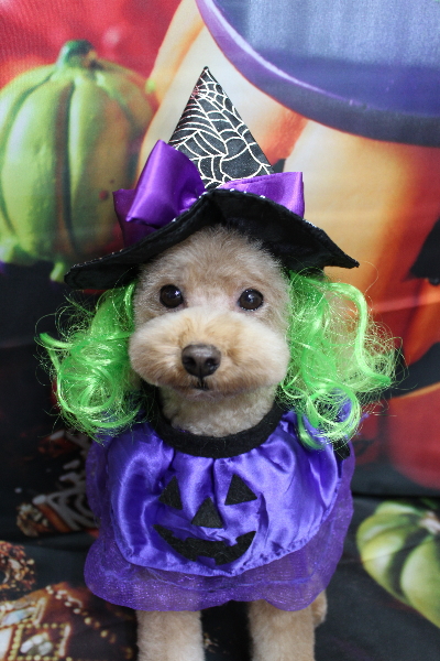 千葉県船橋市のトイプードルのトリミング画像