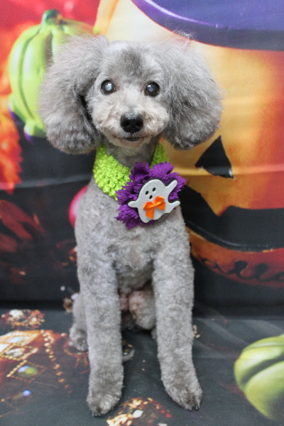 千葉県船橋市のトイプードルのトリミング画像