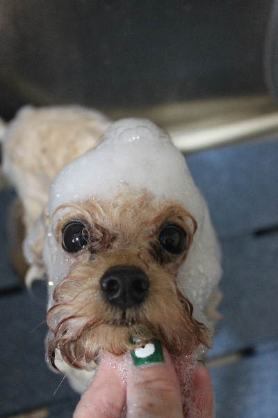 千葉県鎌ケ谷市のトイプードルのシャンプー画像