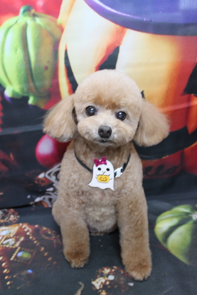 千葉県鎌ケ谷市のトイプードルのトリミング画像