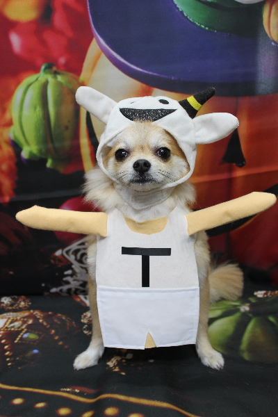 千葉県船橋市のミックス犬のトリミング画像