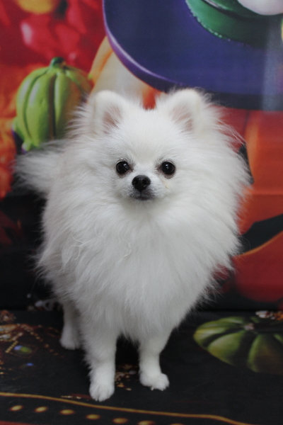 千葉県船橋市のポメラニアンのトリミング前画像