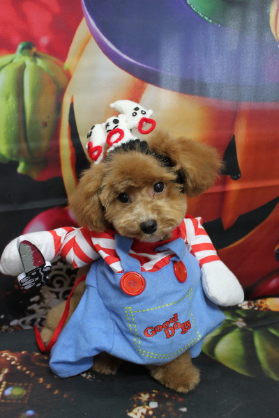 千葉県船橋市のトイプードルのトリミング画像