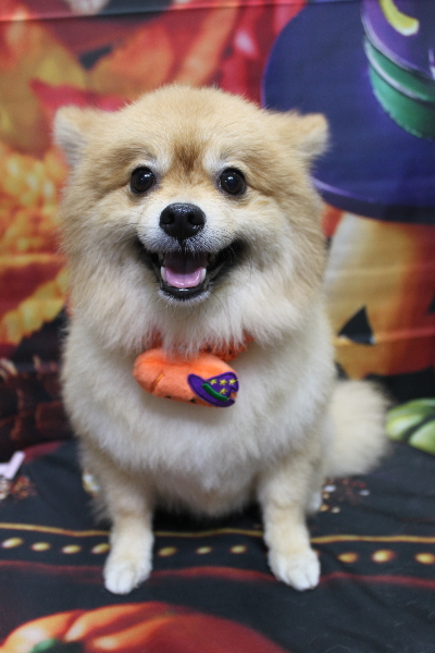 千葉県船橋市ポメラニアンのトリミング画像