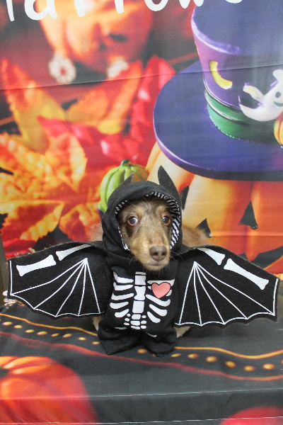 千葉県松戸市のミニチュアダックスのトリミング画像