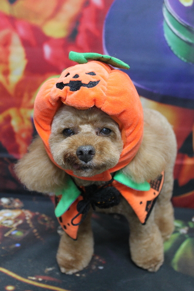 千葉県船橋市のトイプードルのトリミング画像