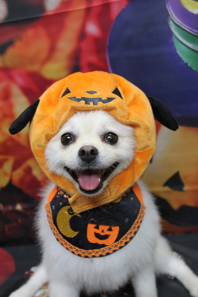 東京都港区のポメラニアンのトリミング画像